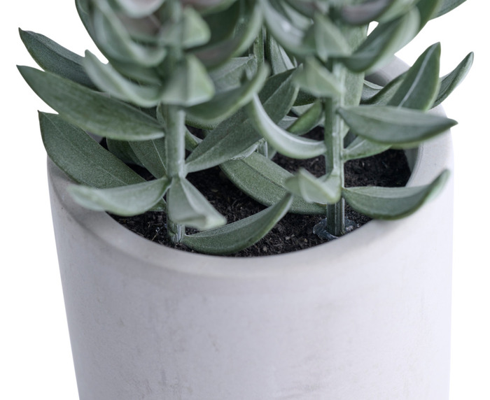 Konstväxt Tetragona Ø7,4 x 19 cm